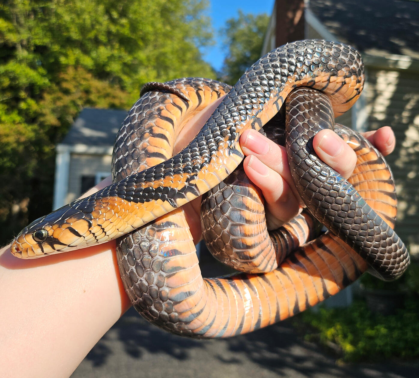 2022 Male - Cassius