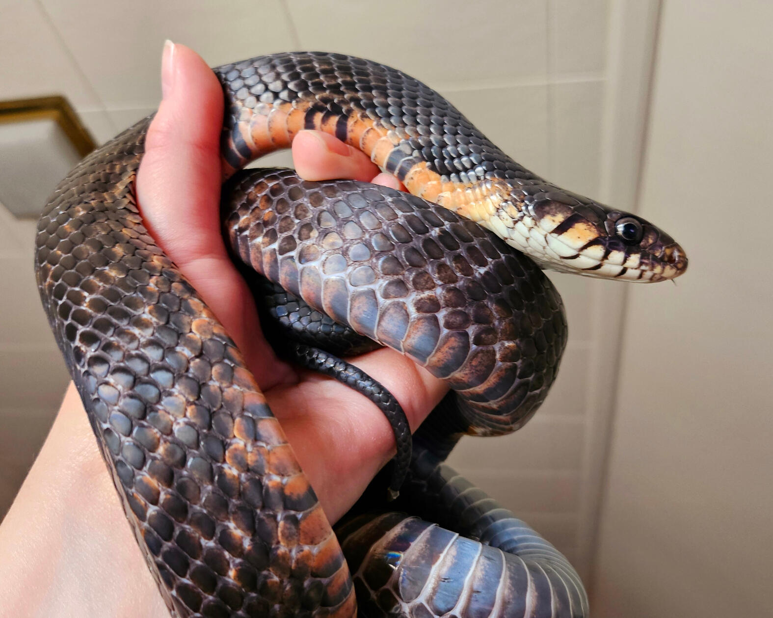 2022 Female - Rodan