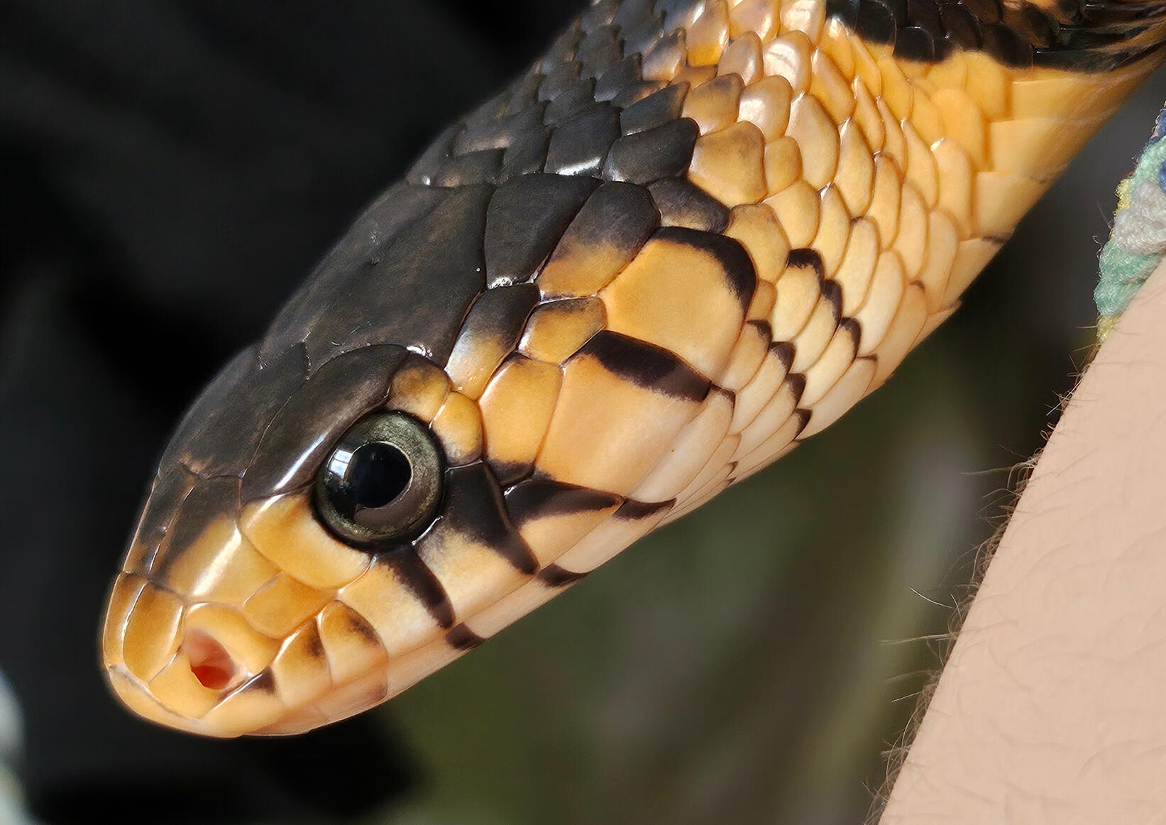 Guerrero Mexican Indigo Snake