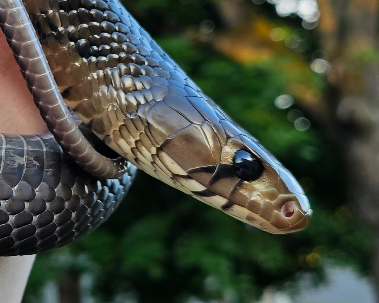 Texas Indigo Snake