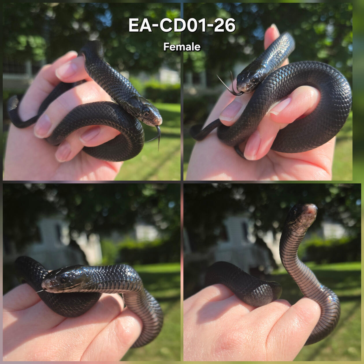 Black Phase Female 01