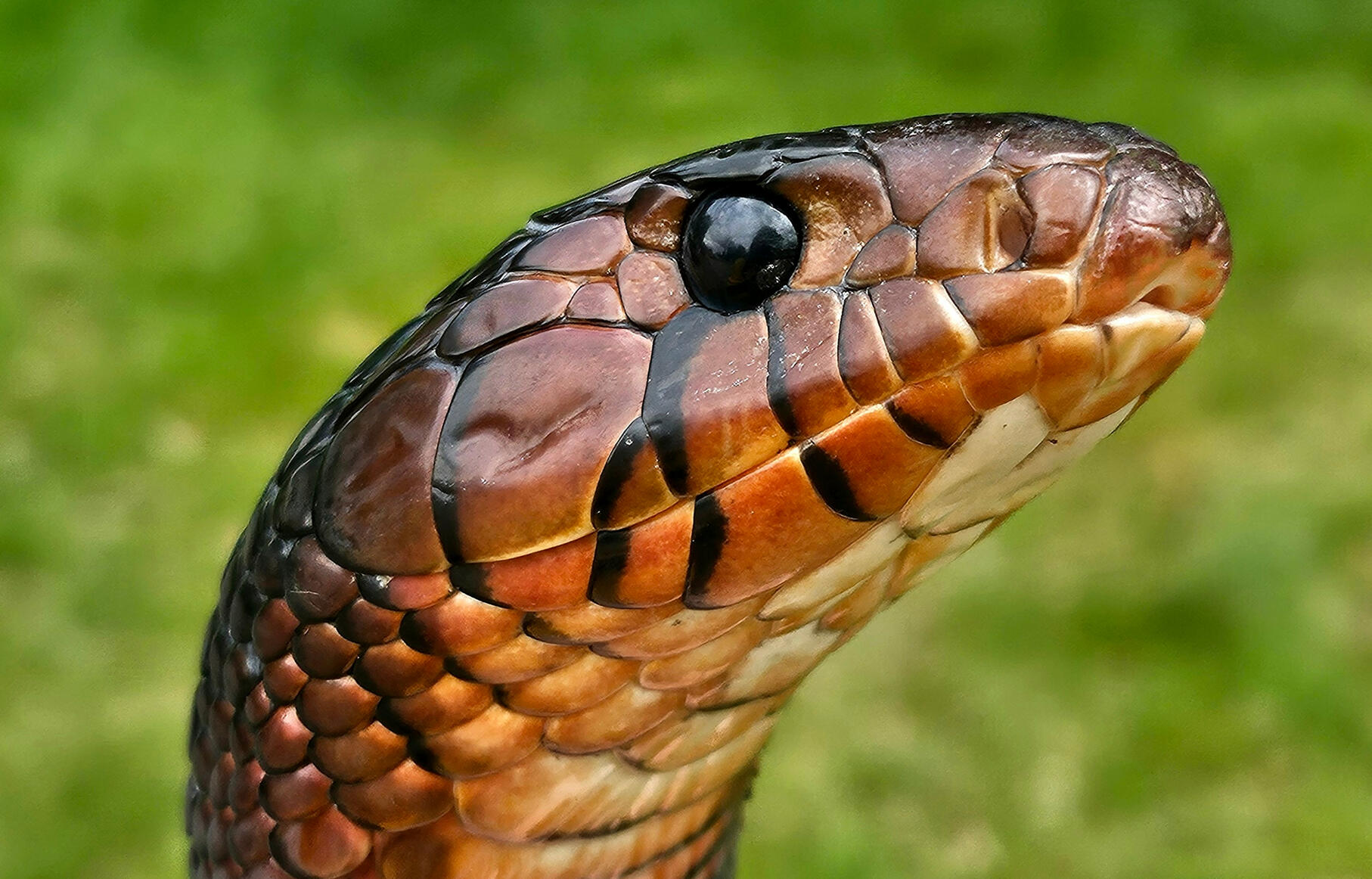 Eastern Indigo Snake