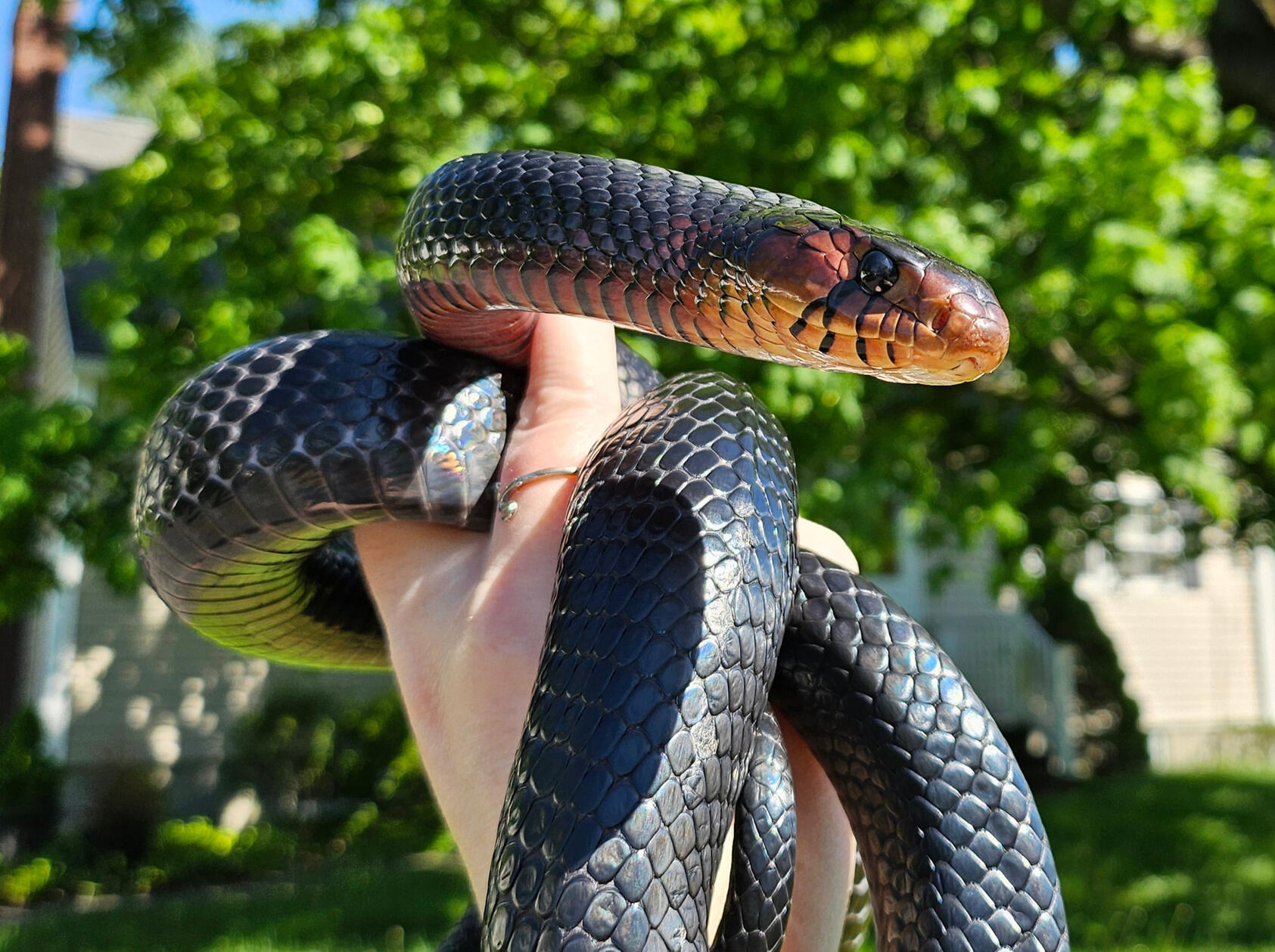 2021 Female - Dinraal