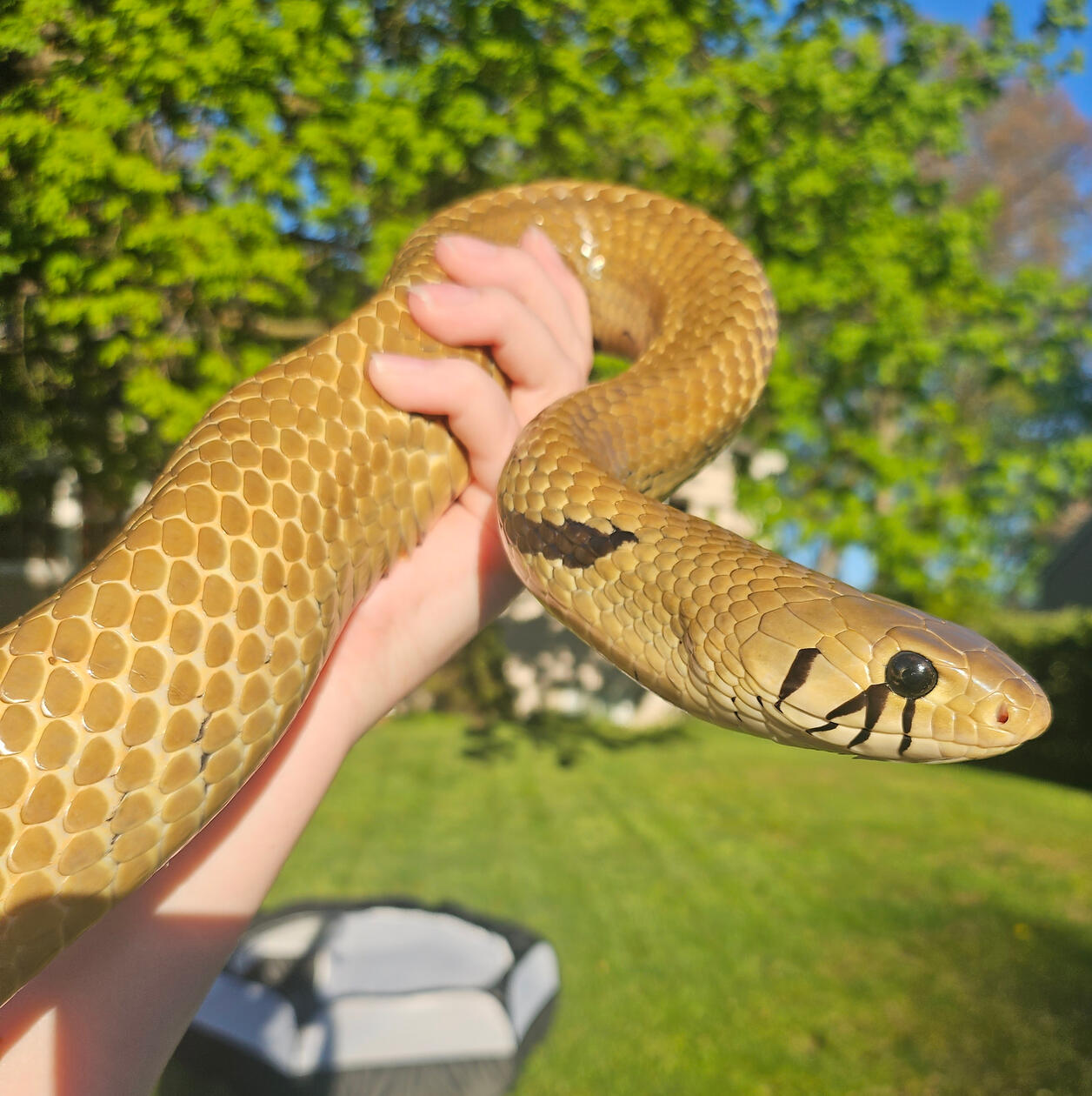 2015 Female - Farosh