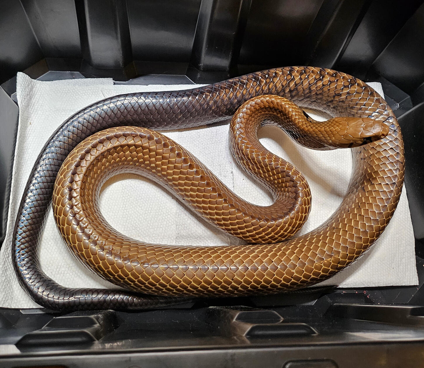 2015 Male - Ghidorah