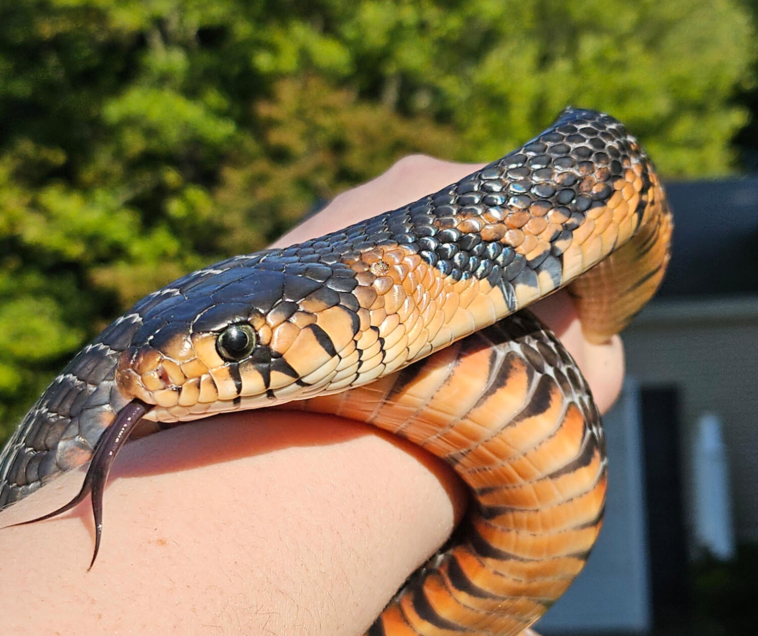 2022 Male - Cassius