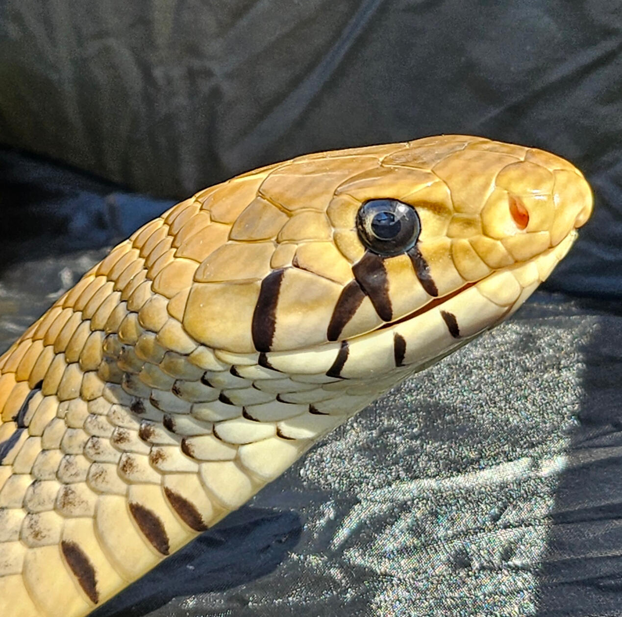 2015 Male - Ghidorah