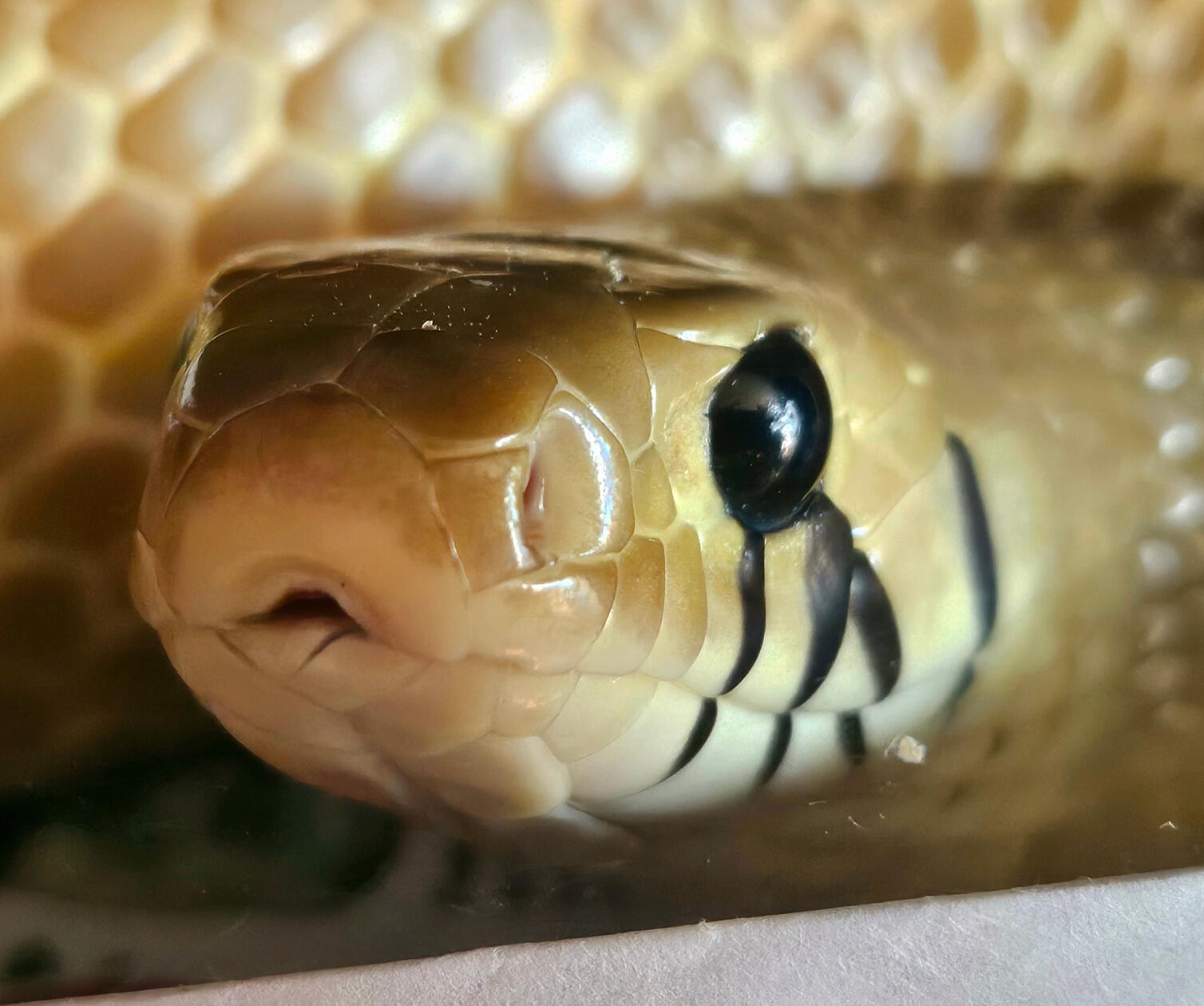 2015 Female - Farosh