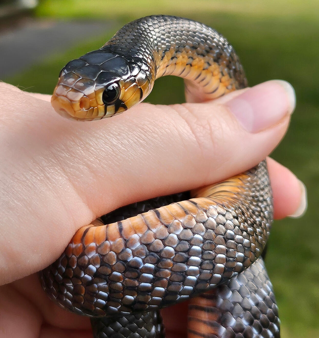 2025 Male