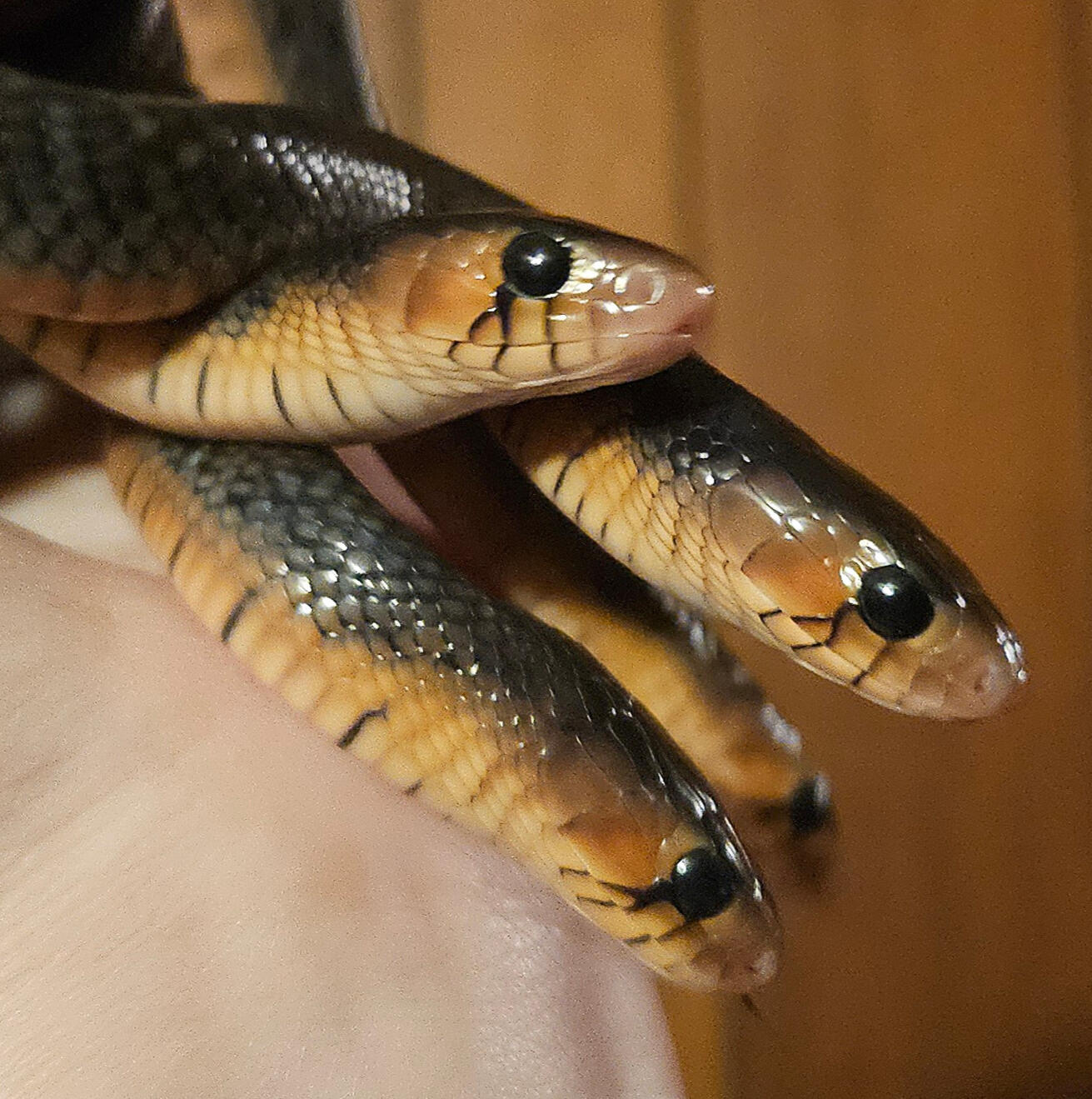 2026 Eastern Indigo Hatchlings