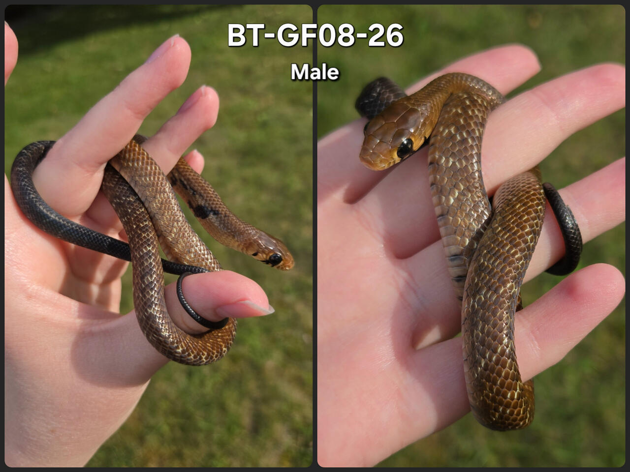 Male 08
