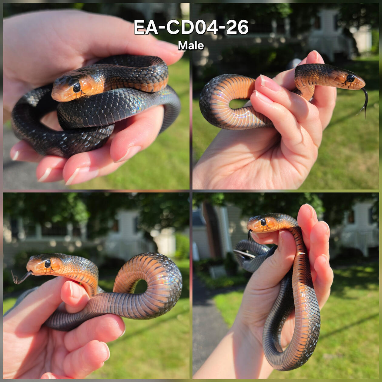 Red Phase Male 04