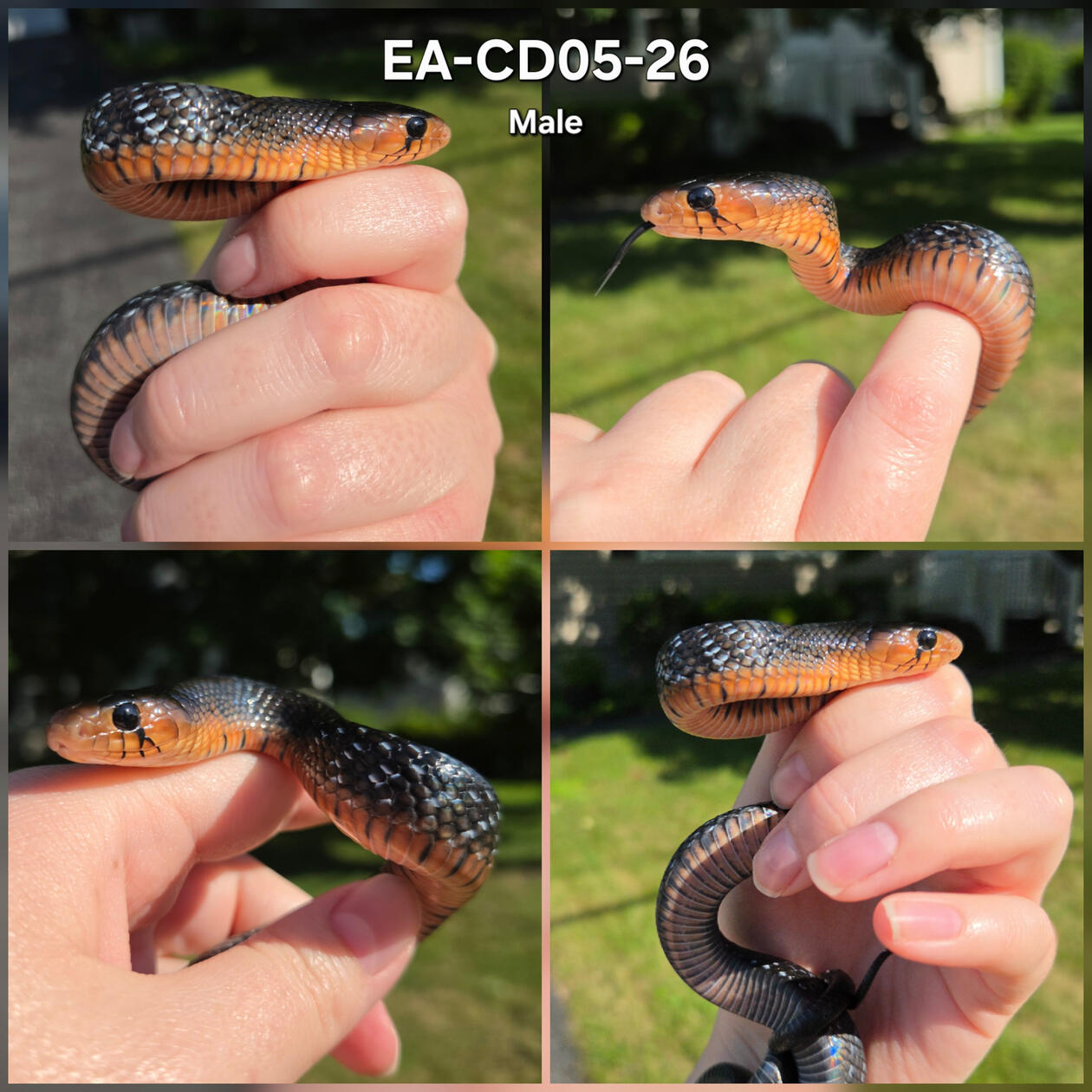 Red Phase Male 05