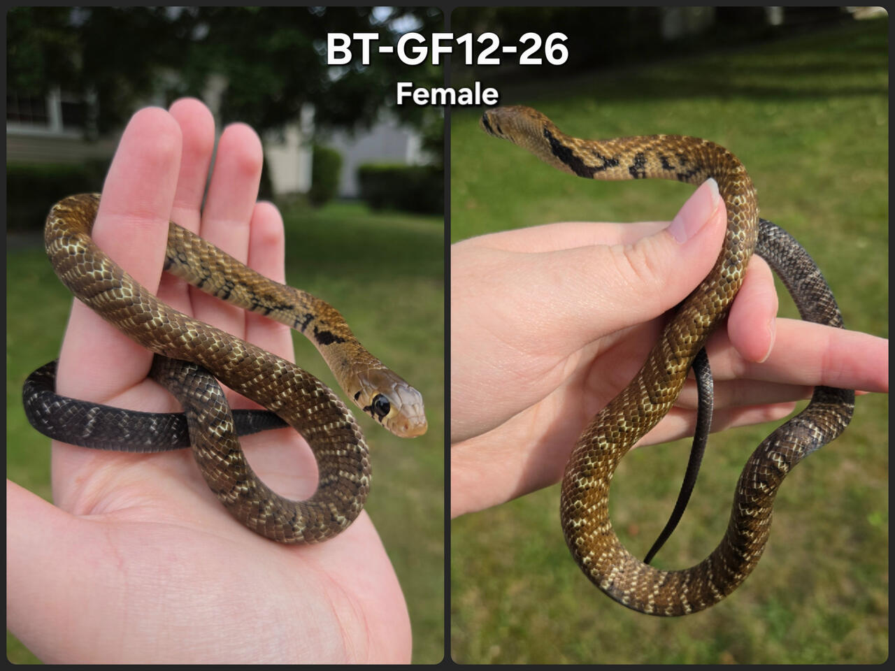 Female 12